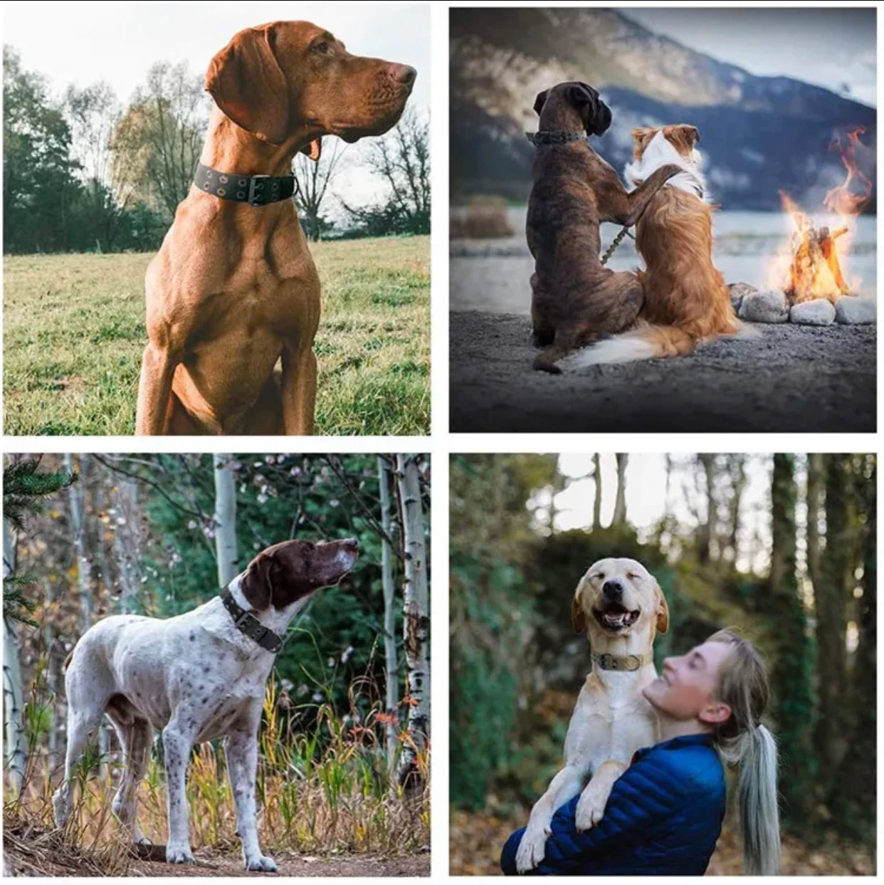 🇫🇷 Collier pour chien réglable – Nylon tactique réfléchissant, solide et idéal pour l’entraînement des grands chiens 🇬🇧 Adjustable Dog Collar – Reflective tactical nylon, strong and ideal for training large dogs