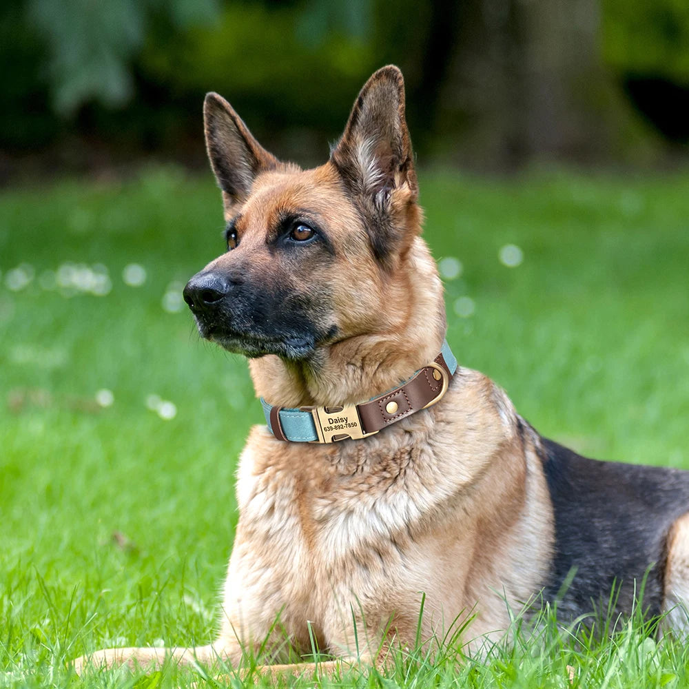 🇫🇷 Collier & laisse personnalisés en cuir PU, médaille gravée offerte. Pour petits & grands chiens (ex : carlin, labrador). 🇬🇧 PU leather custom collar & leash with free engraved tag. For small & large dogs (e.g. pug, labrador).