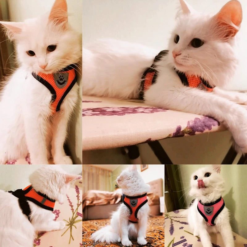 🇫🇷 Harnais pour chat avec laisse – Gilet réglable en maille respirante pour chats et petits chiens  🇬🇧 Cat Harness with Leash – Adjustable mesh vest for cats and small dogs