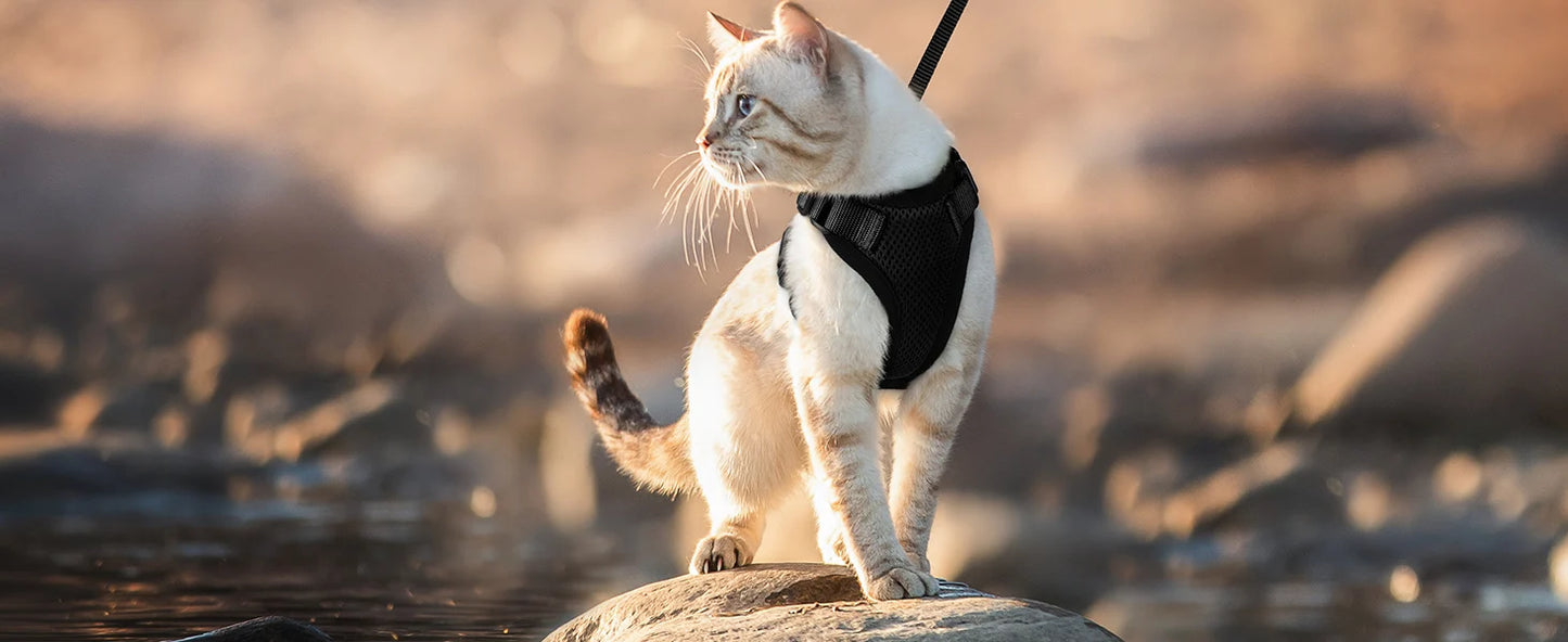 🇫🇷 Harnais pour chat avec laisse – Gilet réglable antidérapage, confortable et sécurisé pour la marche en extérieur 🇬🇧 Cat Harness and Leash – Escape-Proof Adjustable Soft Vest for Safe Outdoor Walks