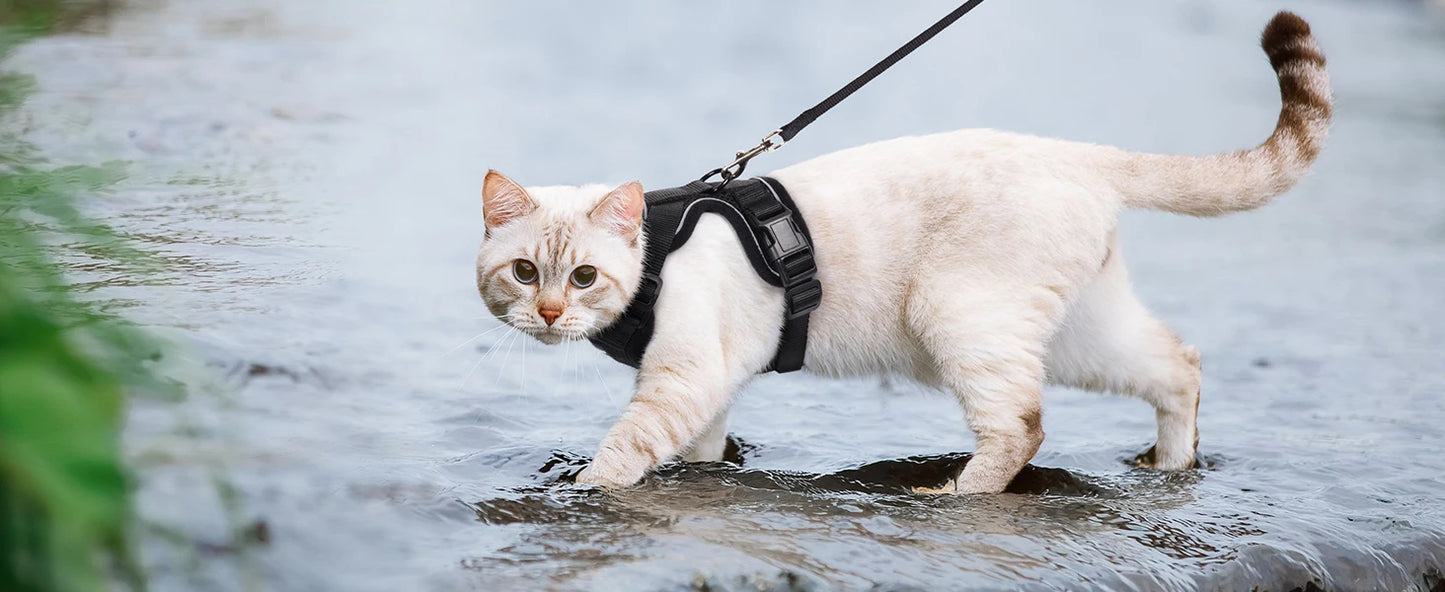 🇫🇷 Harnais pour chat avec laisse – Gilet réglable antidérapage, confortable et sécurisé pour la marche en extérieur 🇬🇧 Cat Harness and Leash – Escape-Proof Adjustable Soft Vest for Safe Outdoor Walks
