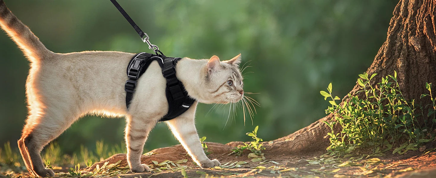 🇫🇷 Harnais pour chat avec laisse – Gilet réglable antidérapage, confortable et sécurisé pour la marche en extérieur 🇬🇧 Cat Harness and Leash – Escape-Proof Adjustable Soft Vest for Safe Outdoor Walks