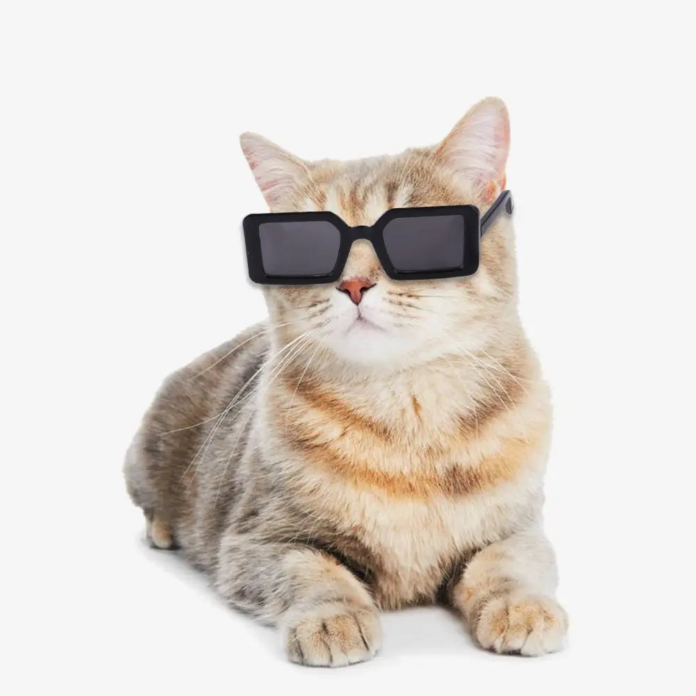🇫🇷 Lunettes pour animaux – Accessoire photo amusant, lunettes carrées, rondes ou triangulaires pour chats & petits chiens | 🇬🇧 Pet Eyeglasses – Multicolor Square, Round & Triangle Glasses for Cats & Dogs Photo Props