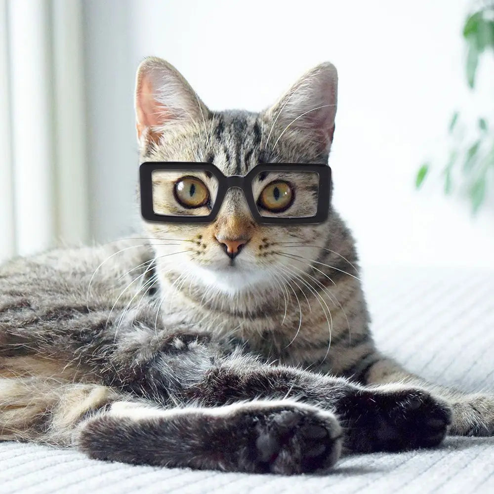 🇫🇷 Lunettes pour animaux – Accessoire photo amusant, lunettes carrées, rondes ou triangulaires pour chats & petits chiens | 🇬🇧 Pet Eyeglasses – Multicolor Square, Round & Triangle Glasses for Cats & Dogs Photo Props