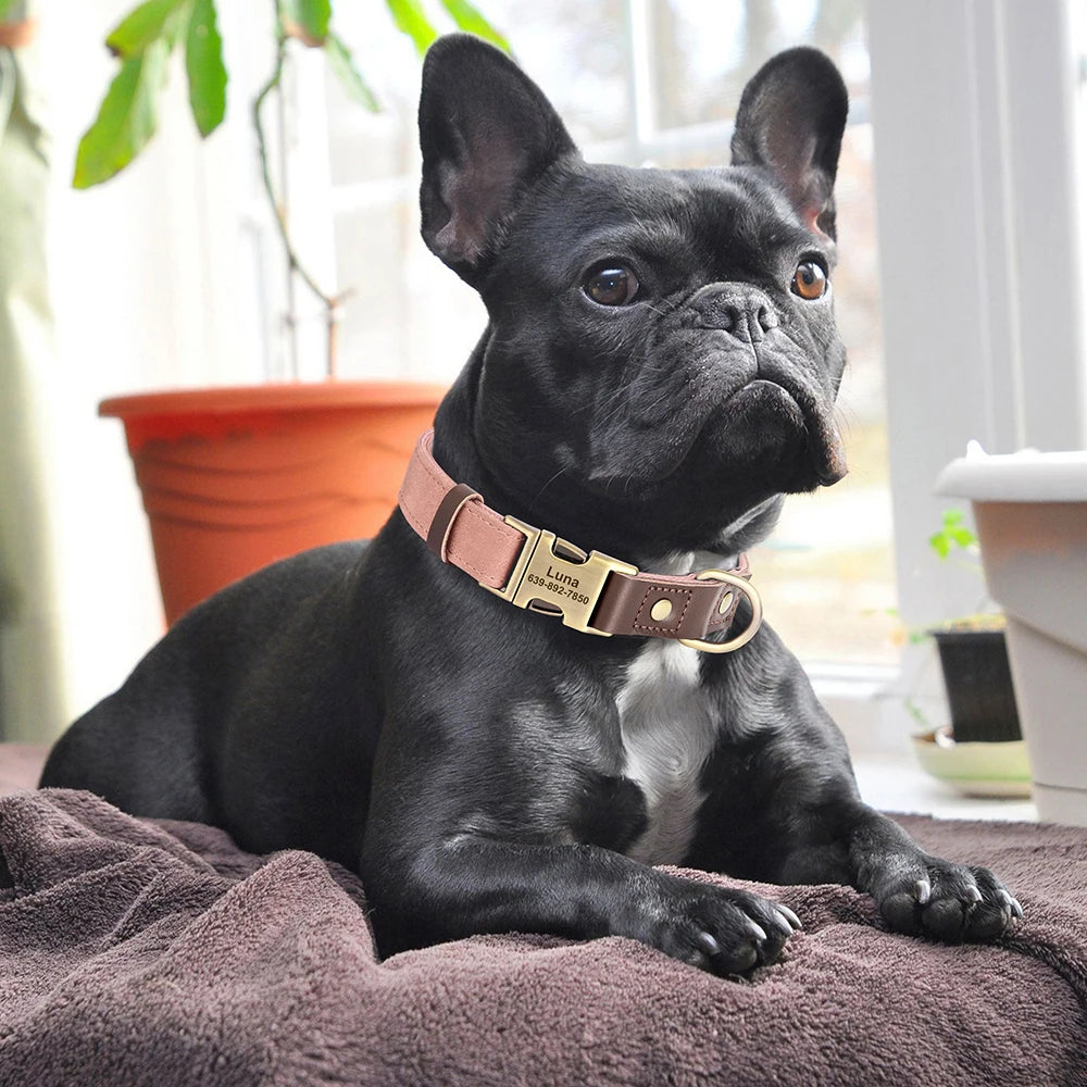 🇫🇷 Collier & laisse personnalisés en cuir PU, médaille gravée offerte. Pour petits & grands chiens (ex : carlin, labrador). 🇬🇧 PU leather custom collar & leash with free engraved tag. For small & large dogs (e.g. pug, labrador).