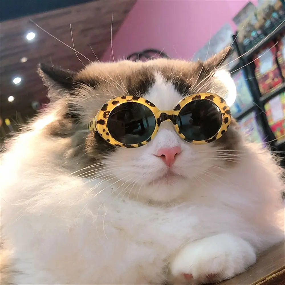🇫🇷 Lunettes pour animaux – Accessoire photo amusant, lunettes carrées, rondes ou triangulaires pour chats & petits chiens | 🇬🇧 Pet Eyeglasses – Multicolor Square, Round & Triangle Glasses for Cats & Dogs Photo Props