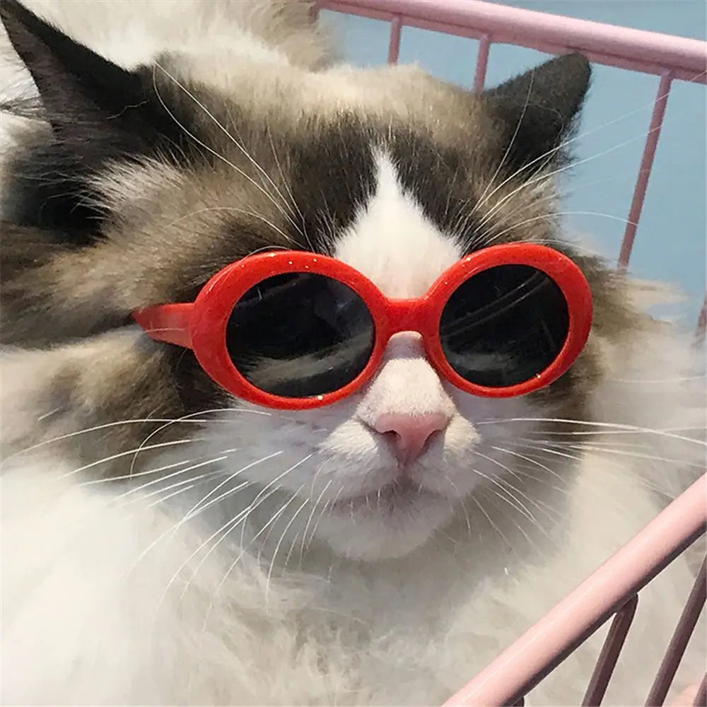 🇫🇷 Lunettes pour animaux – Accessoire photo amusant, lunettes carrées, rondes ou triangulaires pour chats & petits chiens | 🇬🇧 Pet Eyeglasses – Multicolor Square, Round & Triangle Glasses for Cats & Dogs Photo Props