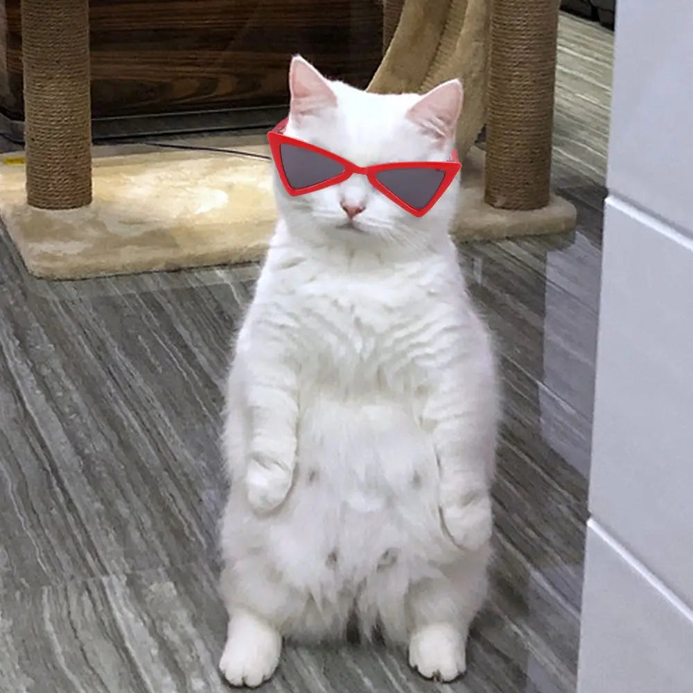 🇫🇷 Lunettes pour animaux – Accessoire photo amusant, lunettes carrées, rondes ou triangulaires pour chats & petits chiens | 🇬🇧 Pet Eyeglasses – Multicolor Square, Round & Triangle Glasses for Cats & Dogs Photo Props