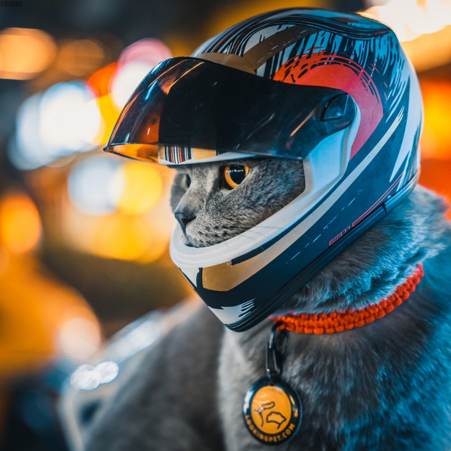 🇫🇷 Français : Casque de protection pour animaux – Mini casque pour chats et chiens, accessoire photo ou sortie  🇬🇧 English : DIY Pet Helmet – Mini Safety Hat for Cats & Dogs, Outdoor or Photo Prop