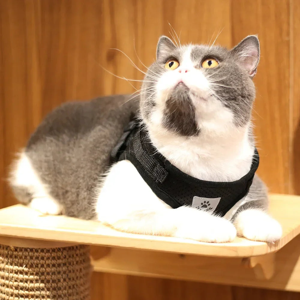 🇫🇷 Français : Harnais pour chat avec laisse – Réglable, réfléchissant et anti‑fugue – Gilet en maille pour chats et petits chiens  🇬🇧 English : Cat Harness & Leash Set – Adjustable, Reflective, Escape‑Proof Mesh Vest for Cats & Small Dogs