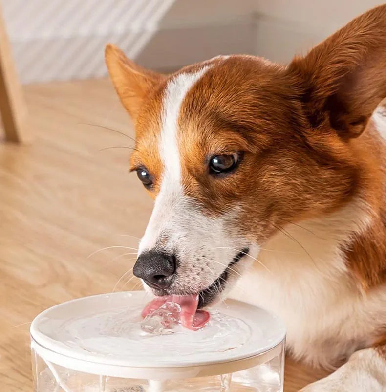 🇫🇷 Fontaine à eau électrique USB 1L pour chat – Distributeur automatique silencieux avec filtre, idéal pour chats et petits animaux. 🇬🇧 USB Electric 1L Pet Water Fountain – Silent automatic drinking dispenser with filter for cats.